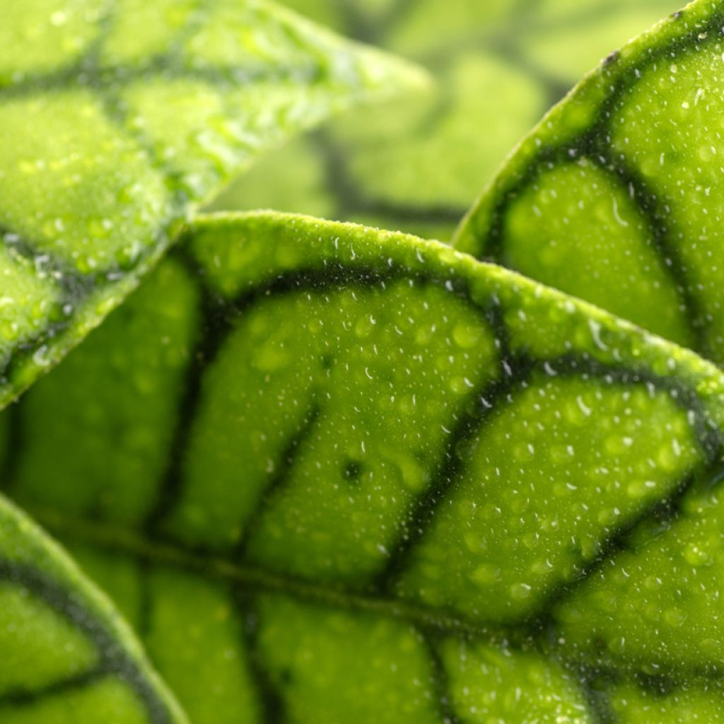 Hoya callistophylla - Wasbloem