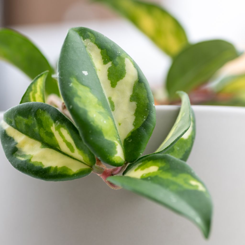 Hoya carnosa Tricolor - Wasbloem
