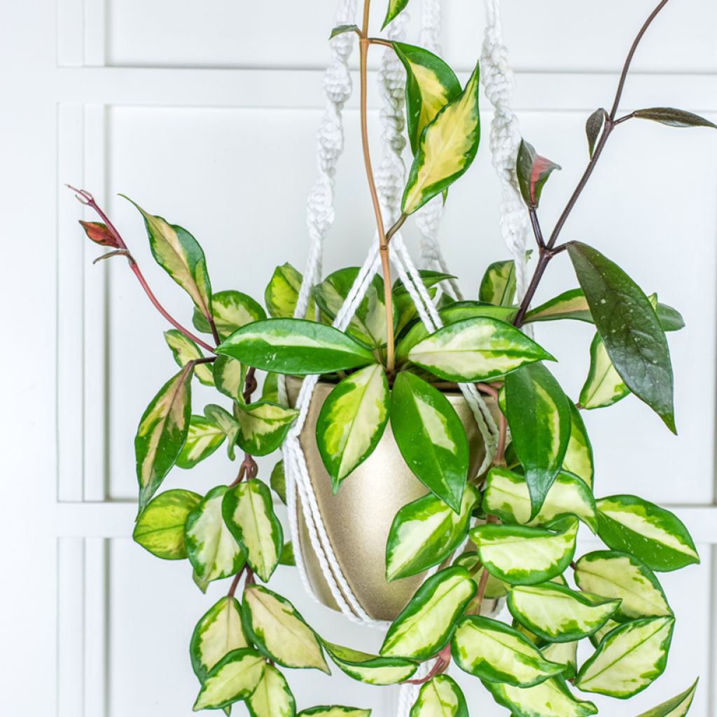 Hoya carnosa Tricolor - Wasbloem