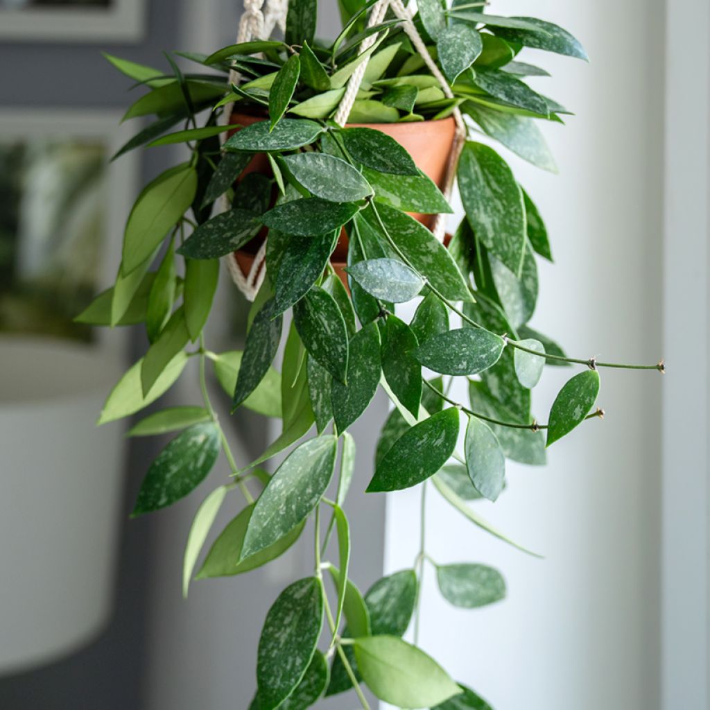 Hoya gracilis - Wasbloem