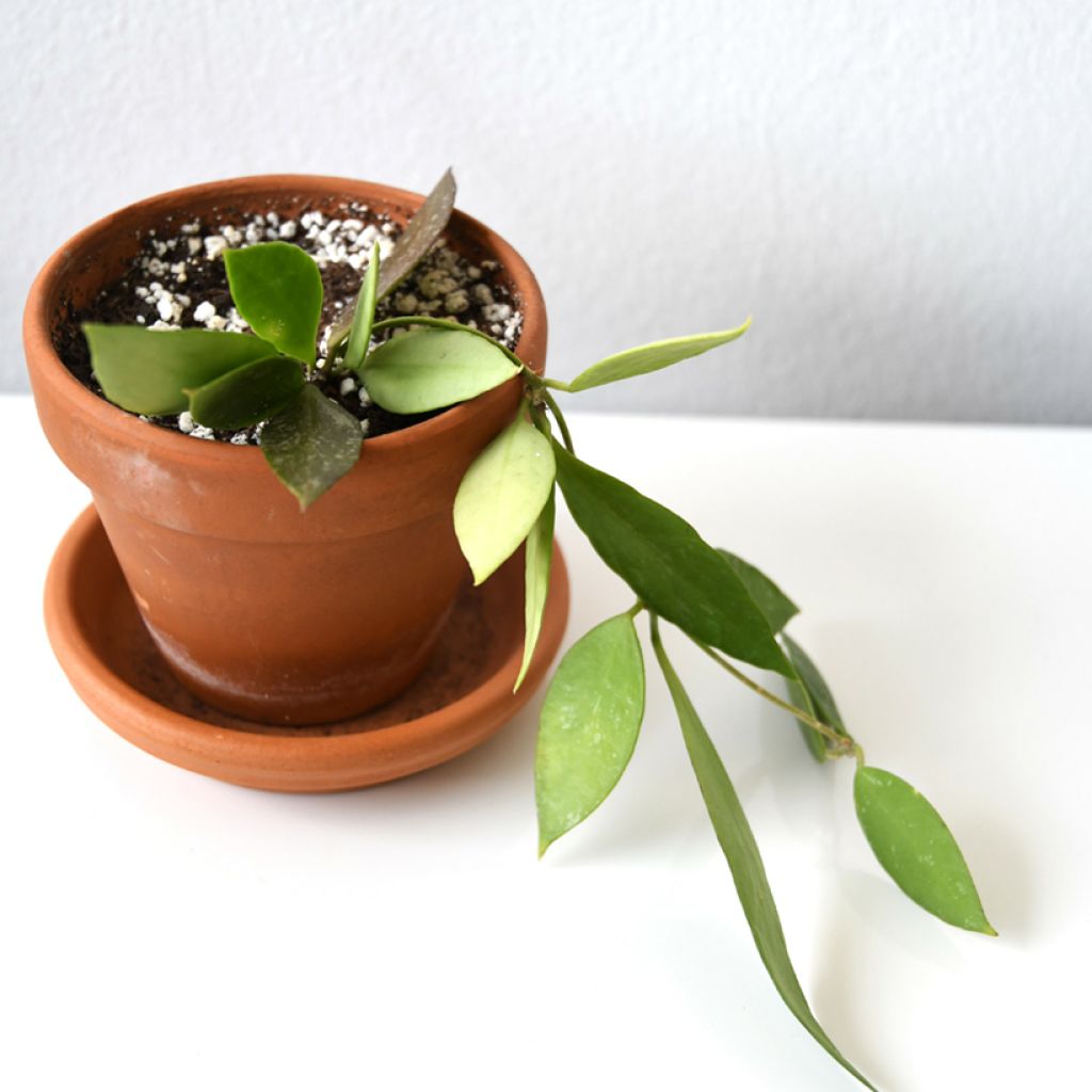 Hoya gracilis - Wasbloem