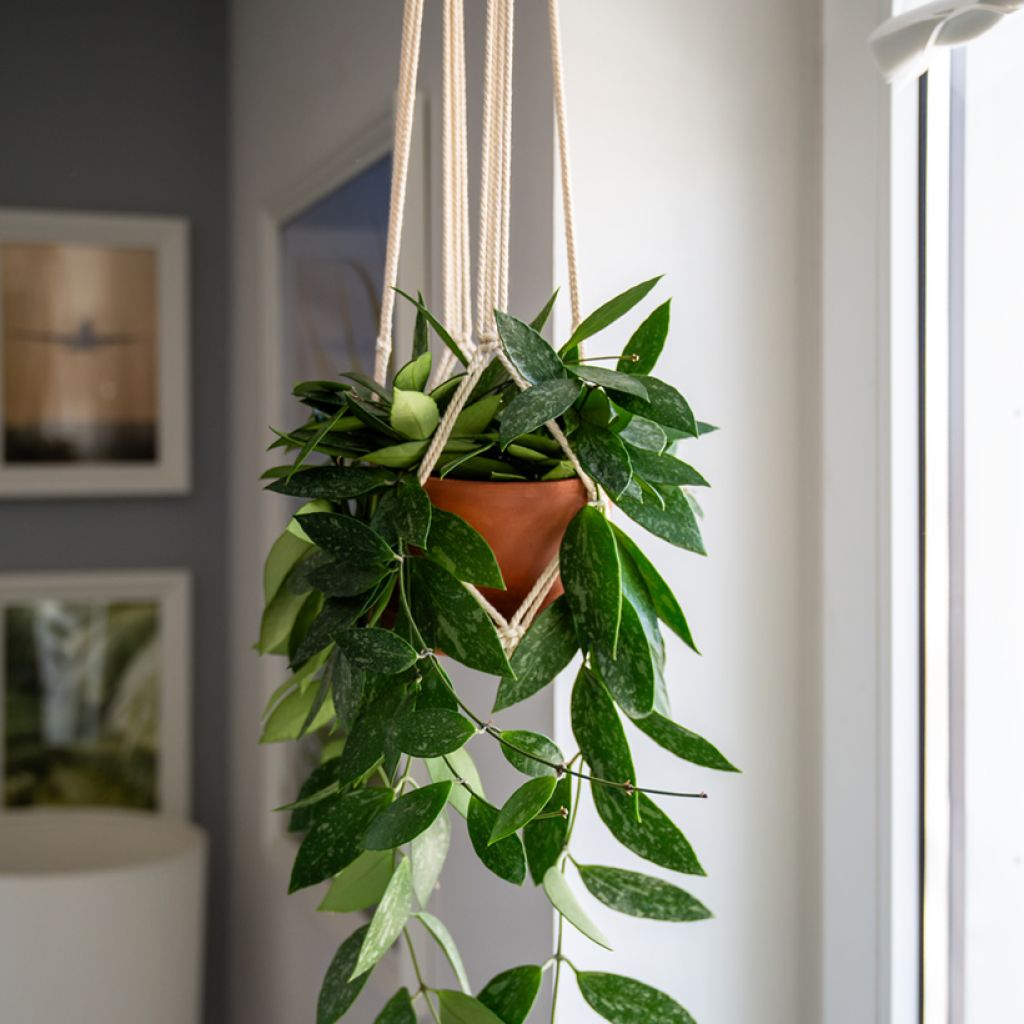 Hoya gracilis - Wasbloem