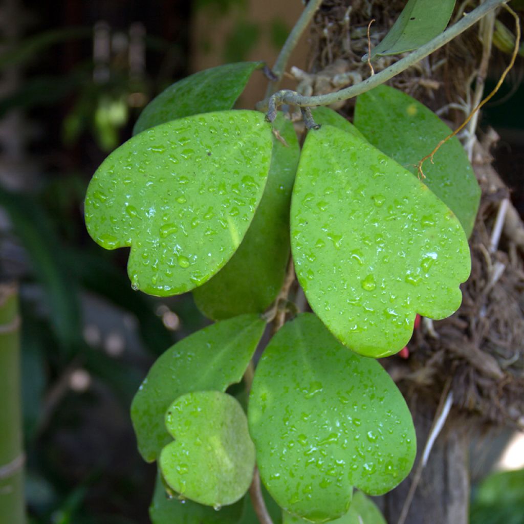 Hoya kerrii - Hartjesplant