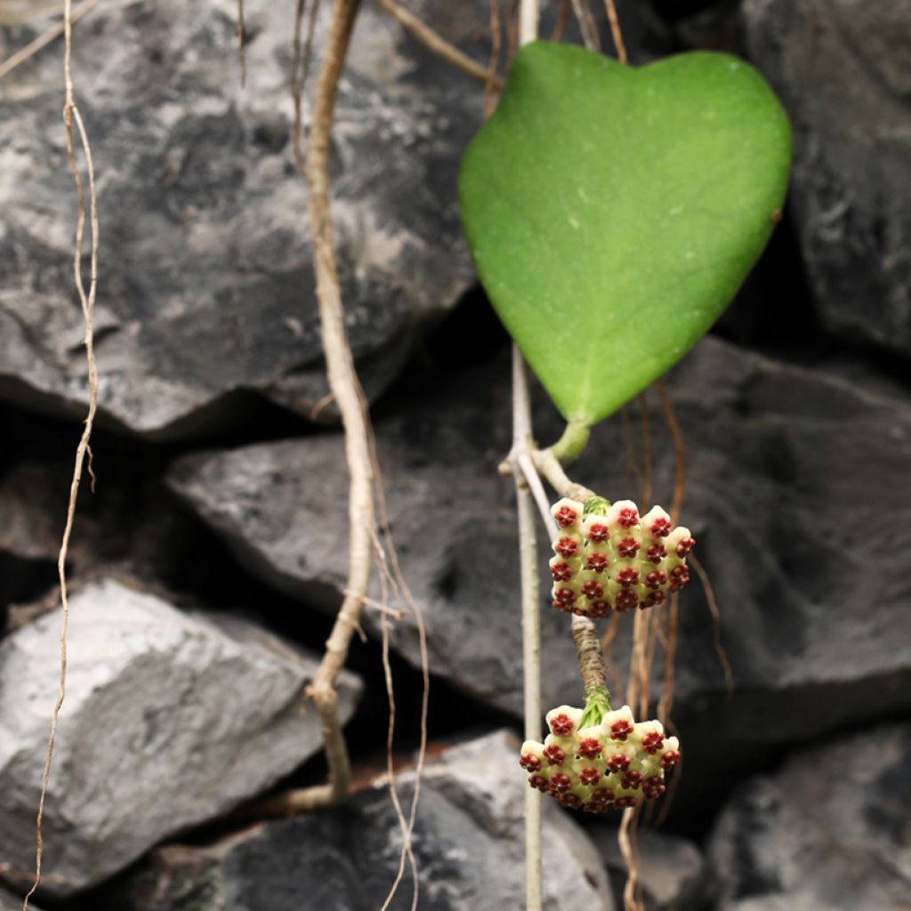 Hoya kerrii - Hartjesplant