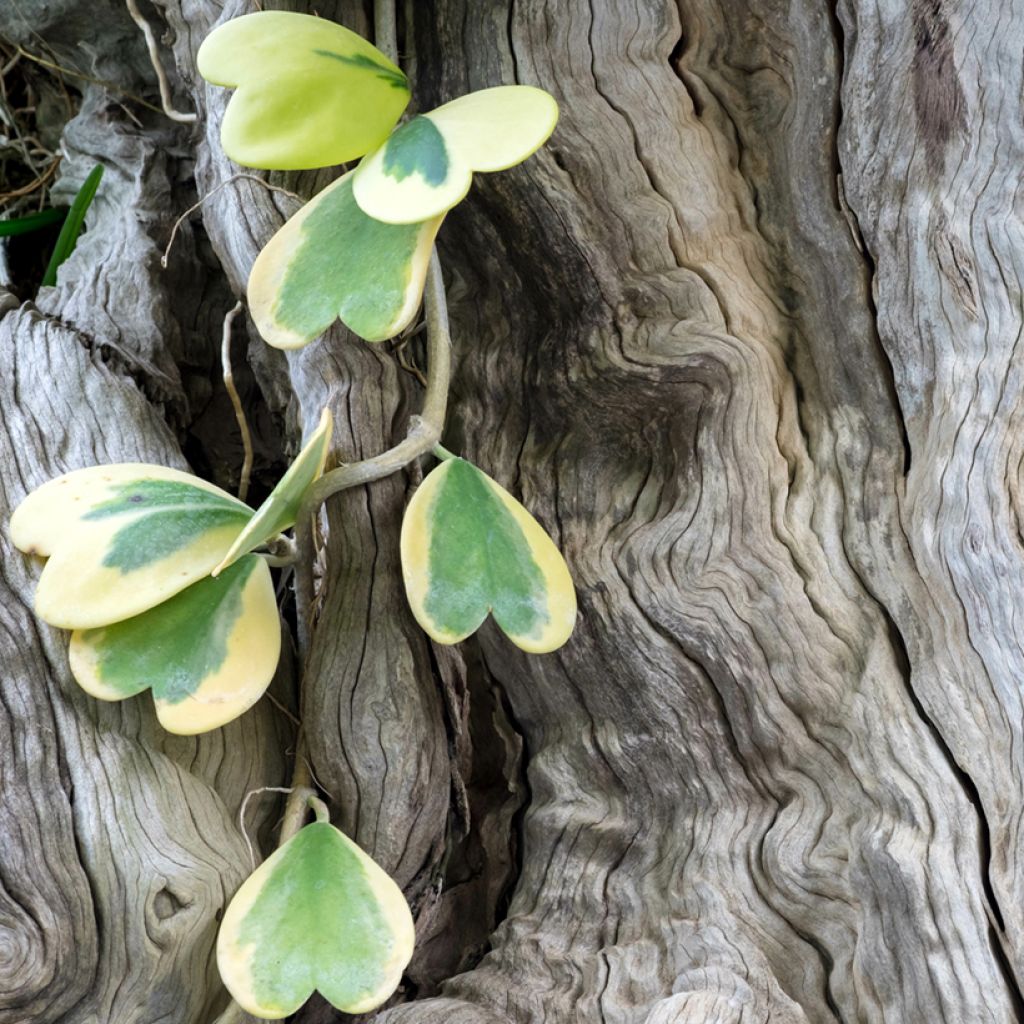 Hoya kerrii Variegata - Hartjesplant
