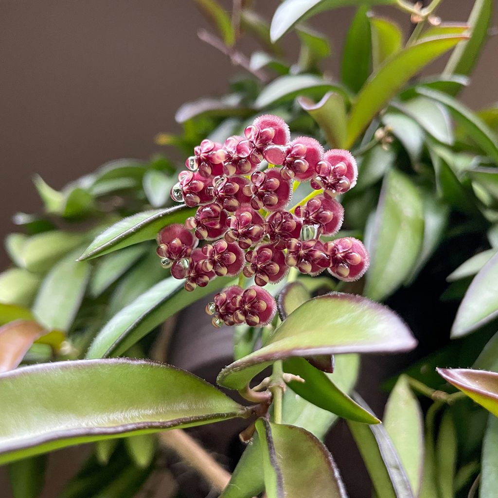Hoya Rosita - Wasbloem