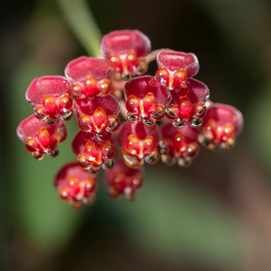 Hoya burtoniae Variegata - Wasbloem
