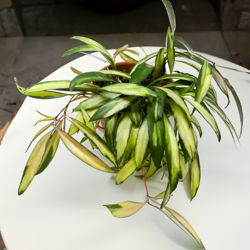 Hoya wayetii Tricolor - Wasbloem