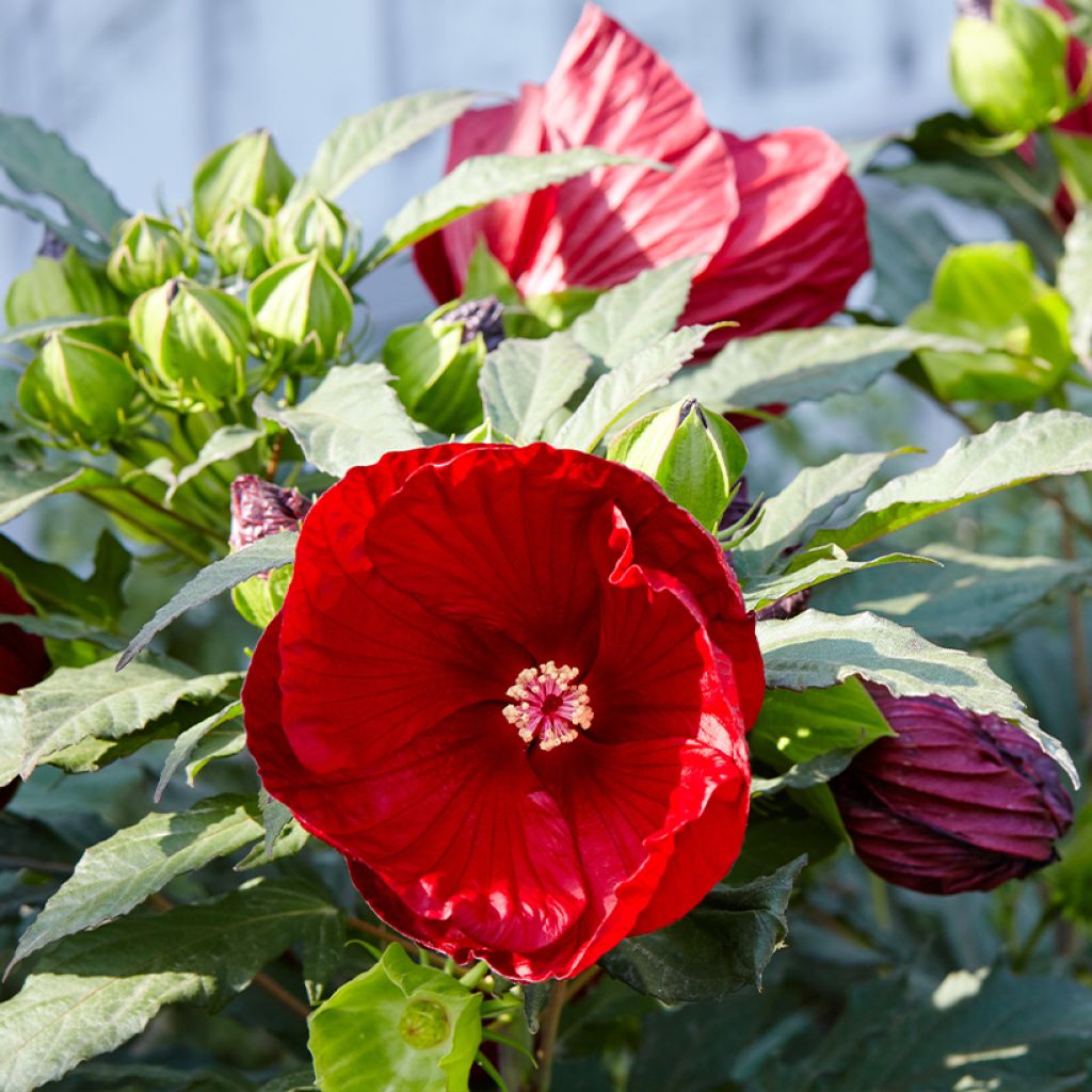 Hibiscus moscheutos Rood - Moerashibiscus