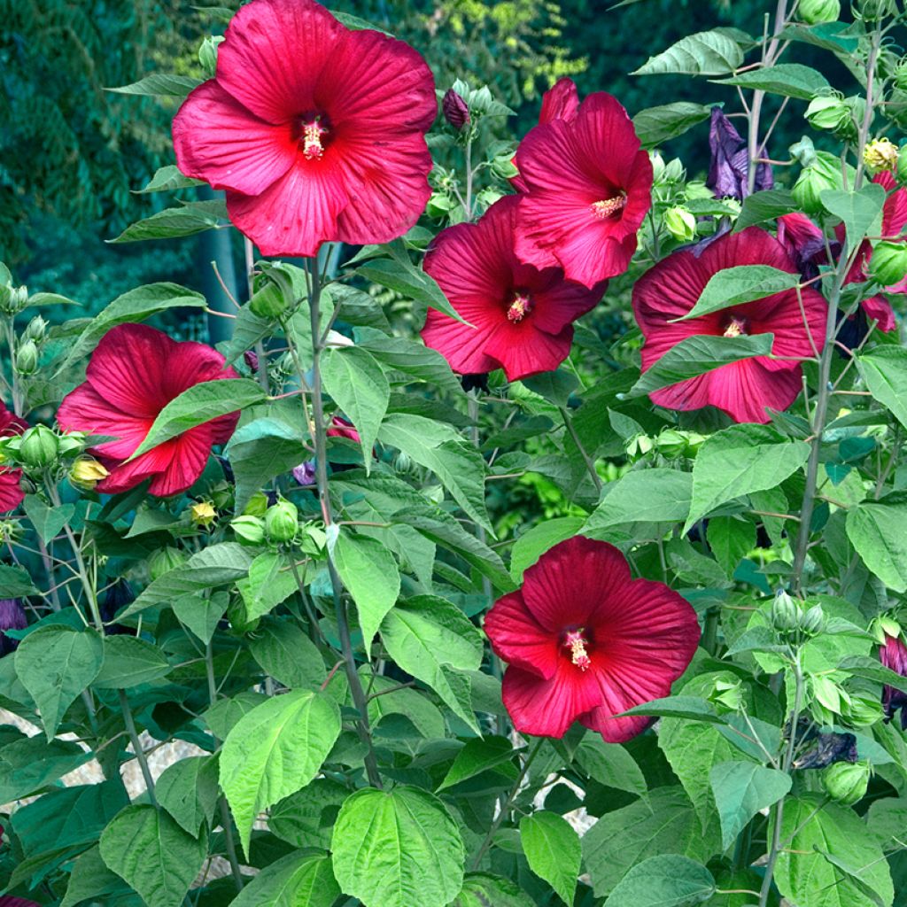 Hibiscus moscheutos Rood - Moerashibiscus