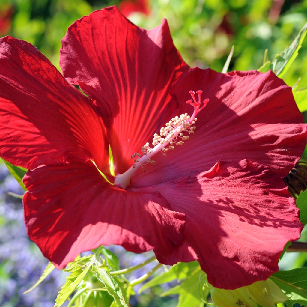 Hibiscus moscheutos Rood - Moerashibiscus