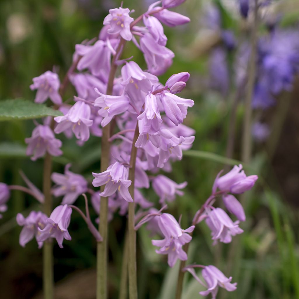 Boshyacint roze - Hyacinthoides non scripta Rosea