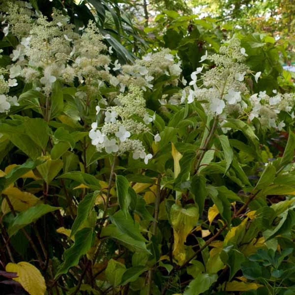 Hydrangea paniculata Kyushu - Pluimhortensia
