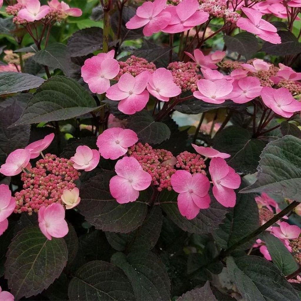 Hydrangea Daredevil - Schermhortensia