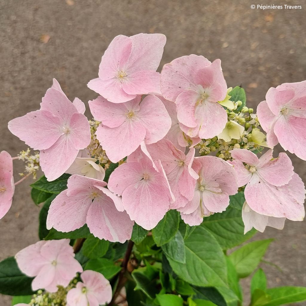 Hydrangea macrophylla Renaissance - Schermhortensia