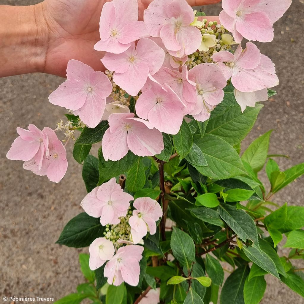 Hydrangea macrophylla Renaissance - Schermhortensia
