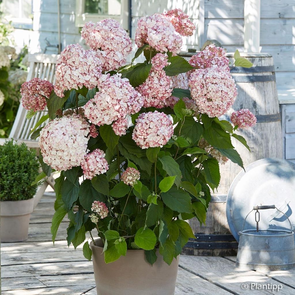Hydrangea arborescens Candybelle Bubblegum - sneeuwballenhortensia