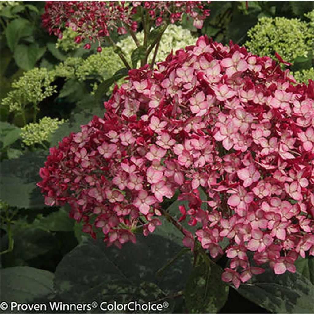 Hydrangea arborescens Ruby Annabelle - struikhortensia