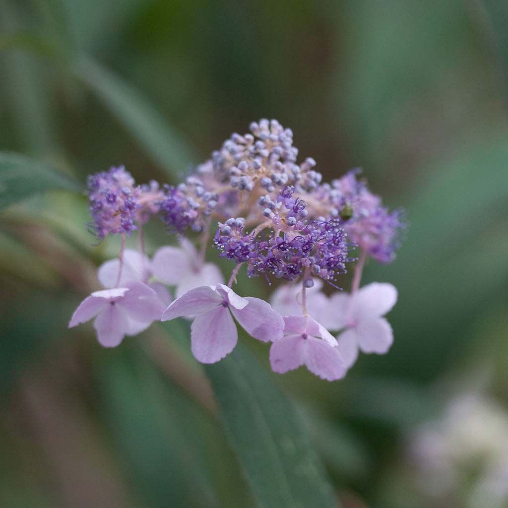 Hydrangea involucrata - Hortensia