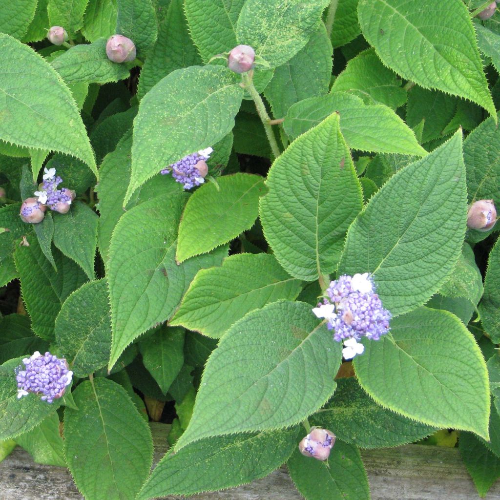 Hydrangea involucrata - Hortensia