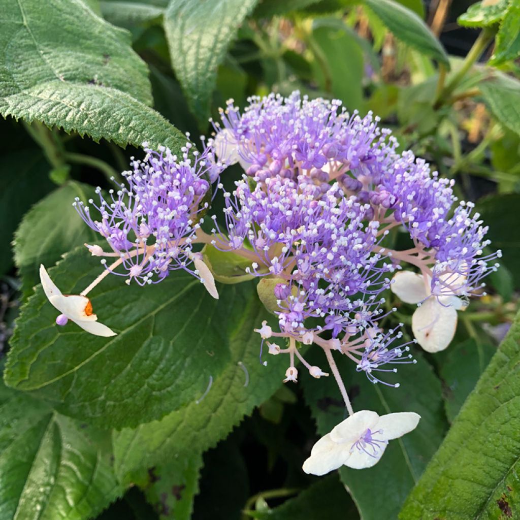 Hydrangea involucrata Late Love - Hortensia