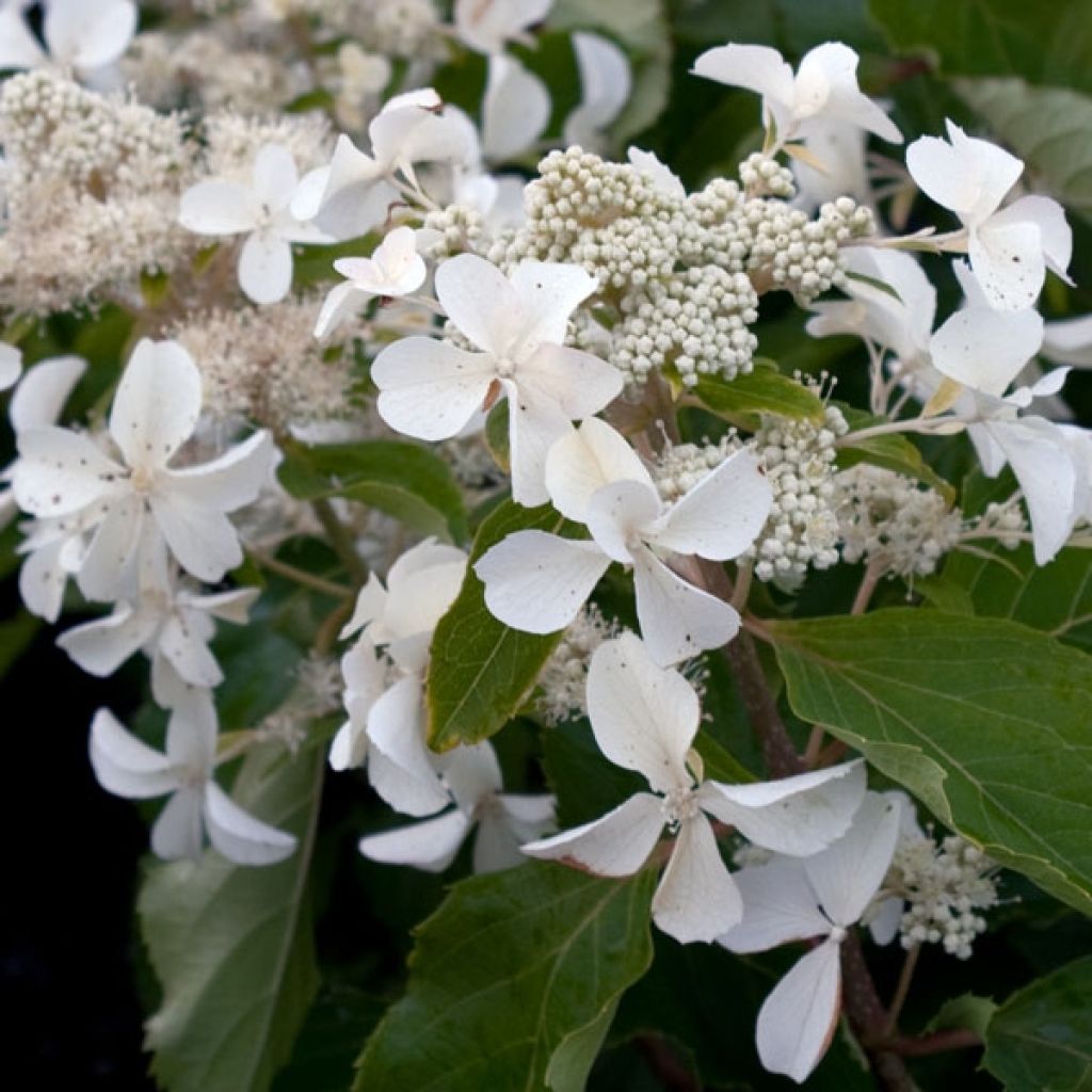 Hydrangea paniculata Levana - Pluimhortensia