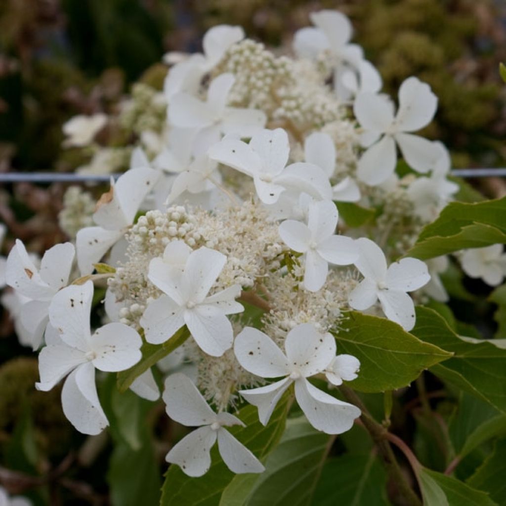 Hydrangea paniculata Levana - Pluimhortensia