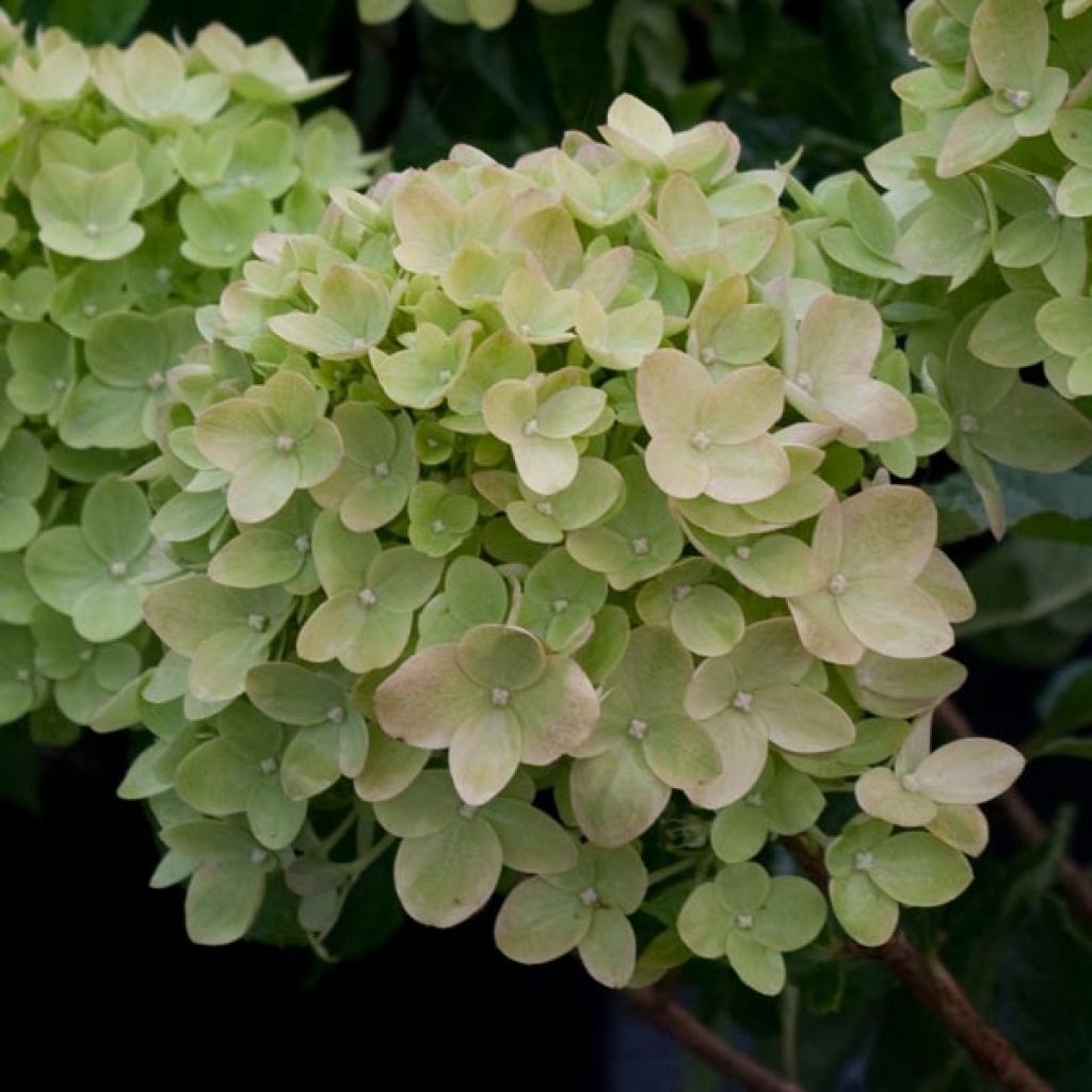 Hydrangea paniculata Little Lime - Dwergpluimhortensia