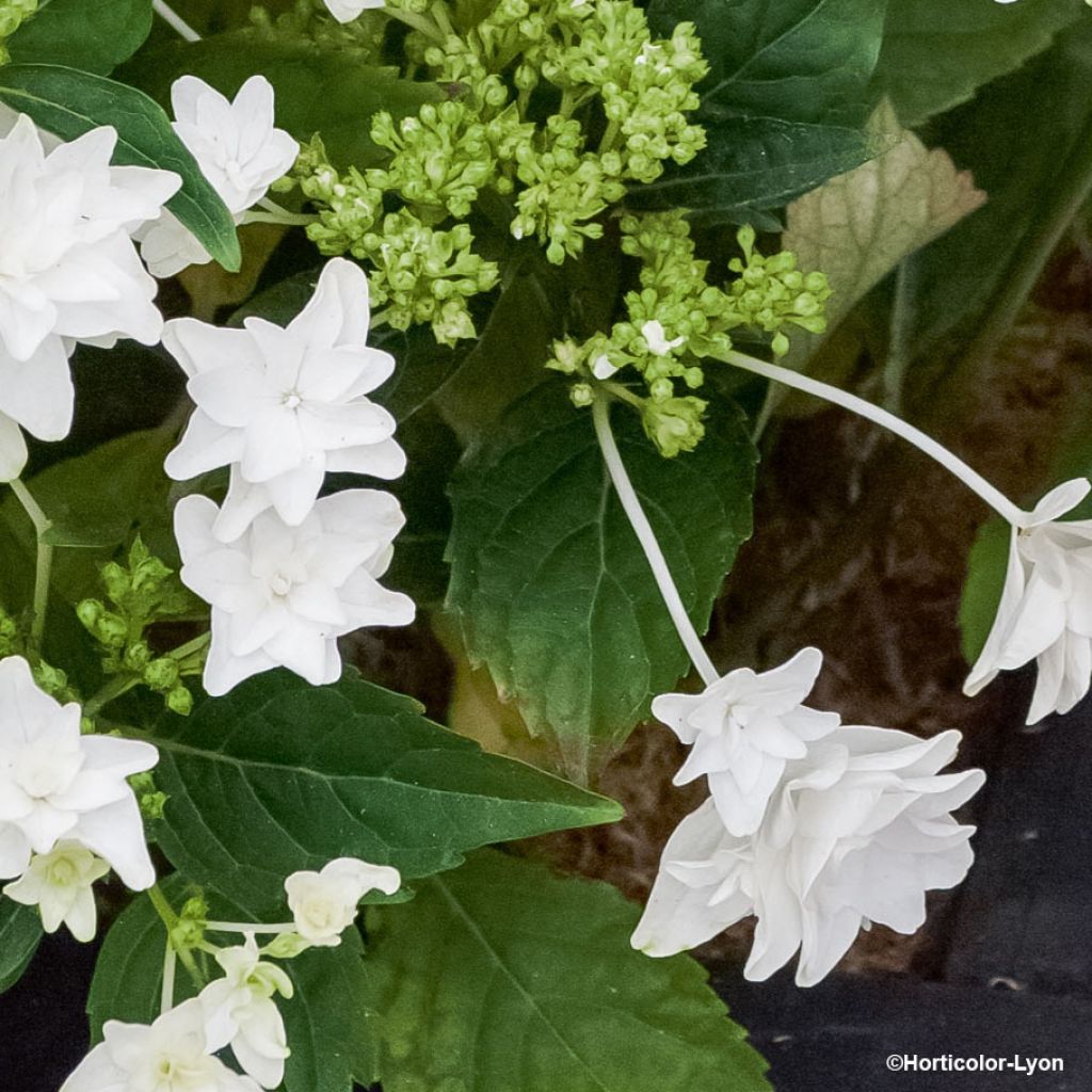 Hydrangea macrophylla Shooting Star - Schermhortensia