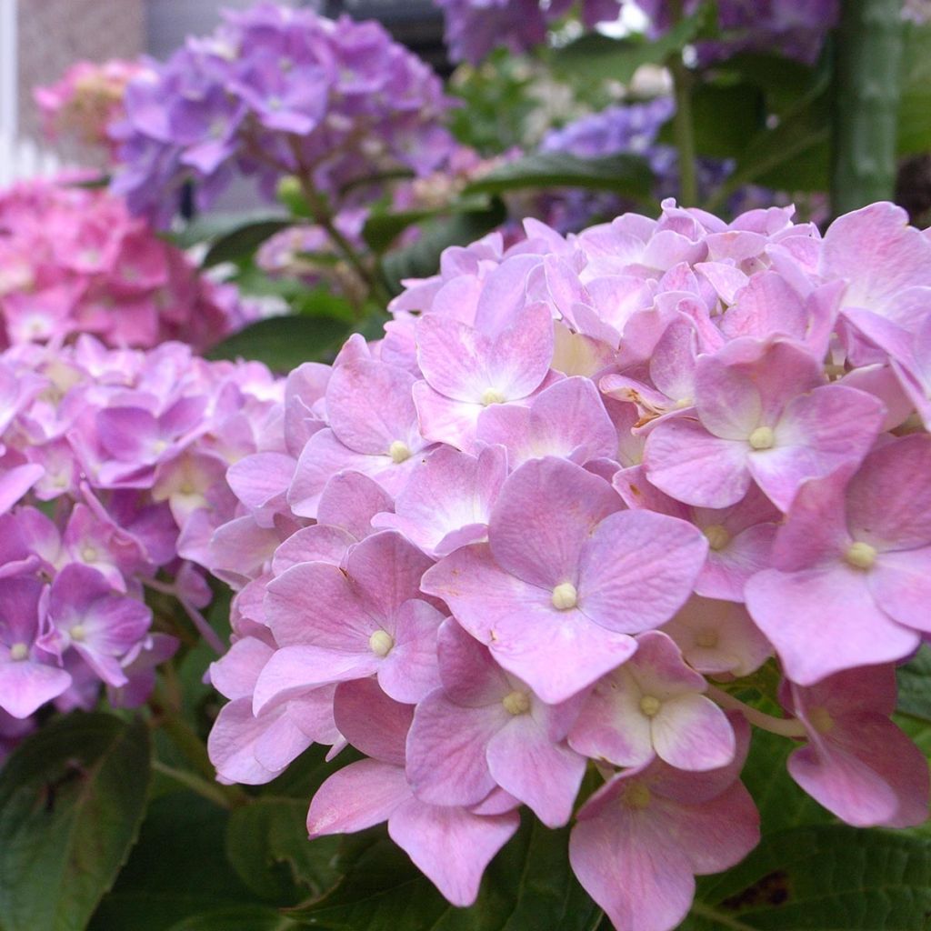 Hydrangea macrophylla Bela - Bolhortensia