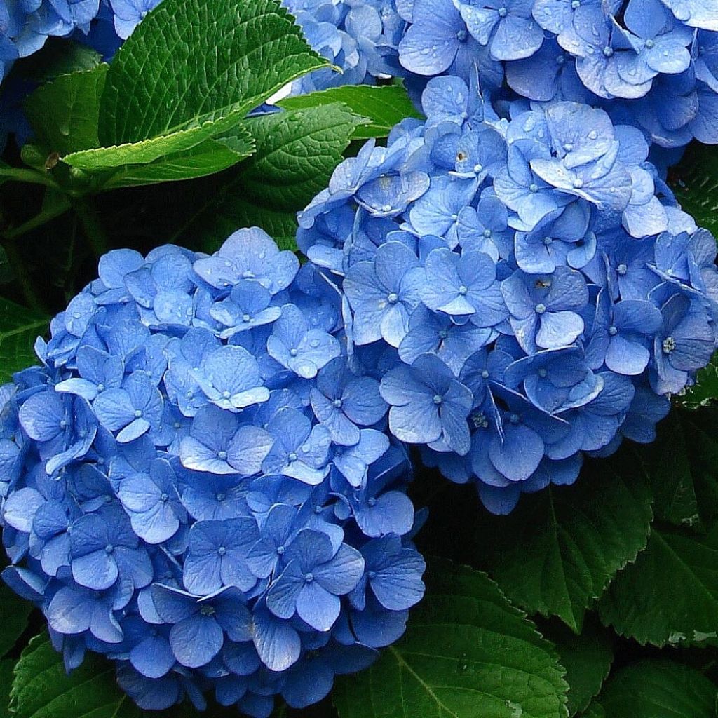 Hydrangea macrophylla Deutschland - Bolhortensia