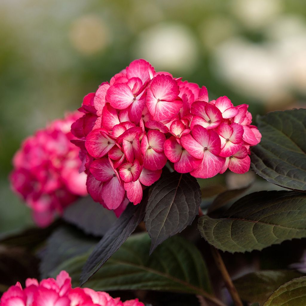 Hydrangea macrophylla Eclipse - Bolhortensia