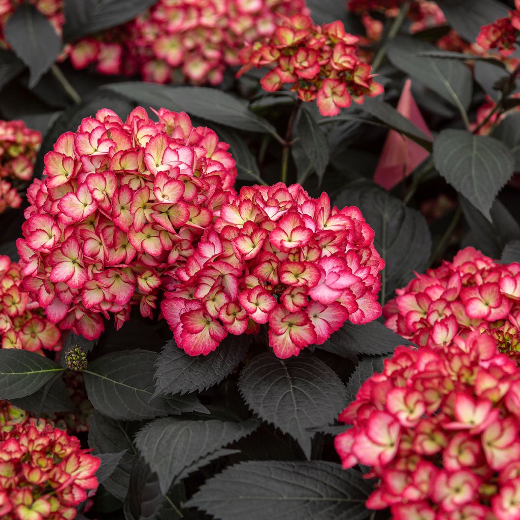 Hydrangea macrophylla Eclipse - Bolhortensia