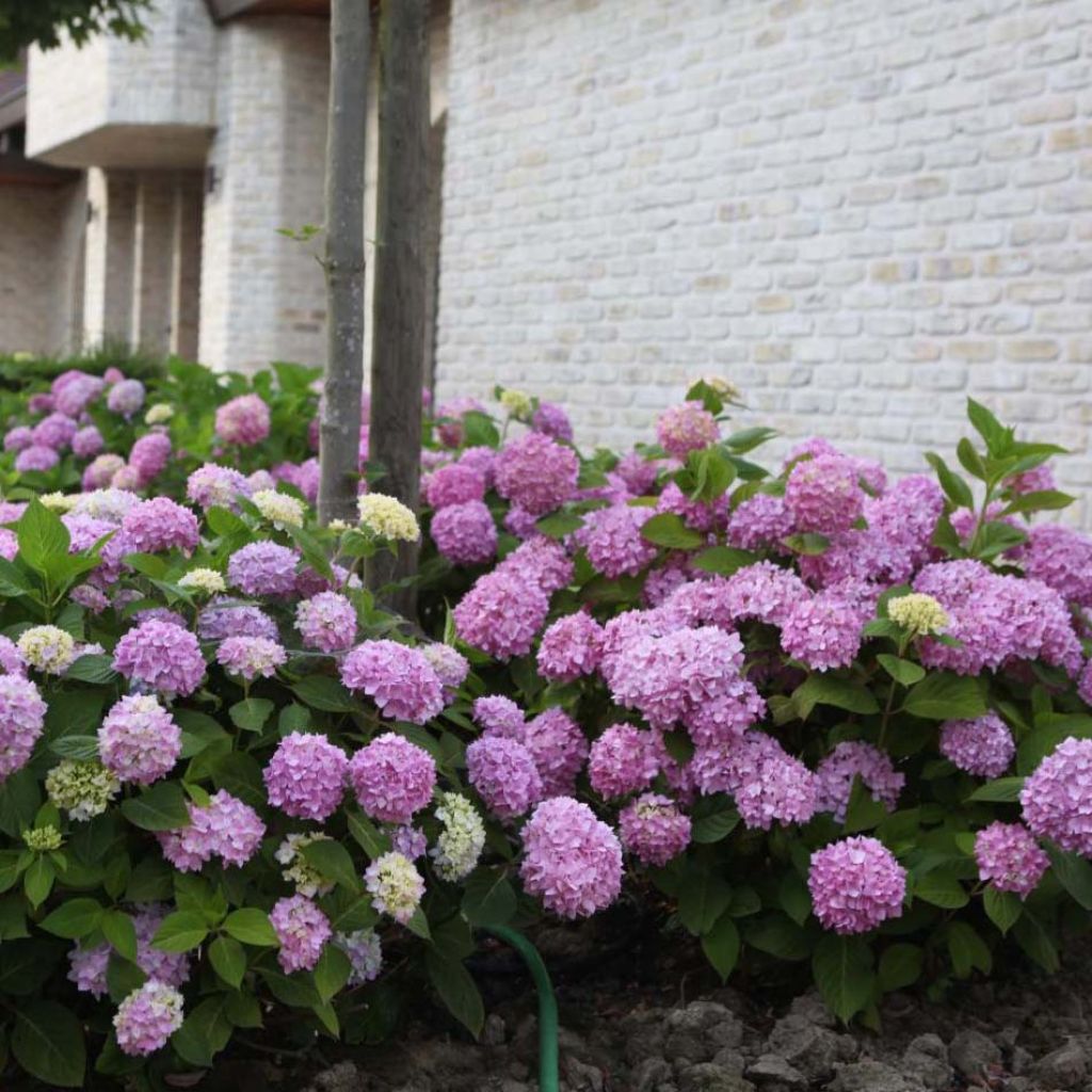 Hydrangea macrophylla Endless Summer The Original Pink - Bolhortensia