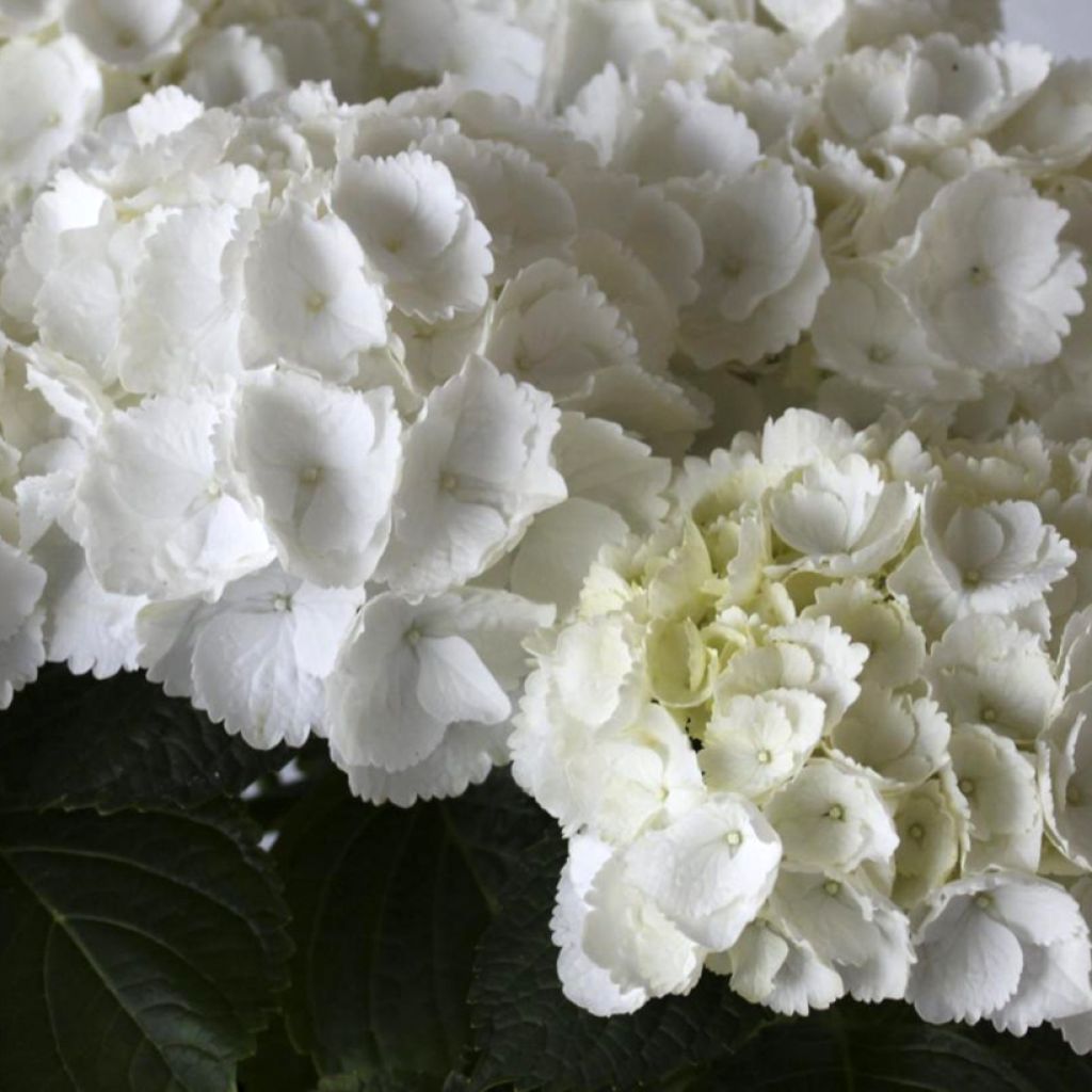 Hydrangea macrophylla Everbloom White Wonder - Boerenhortensia
