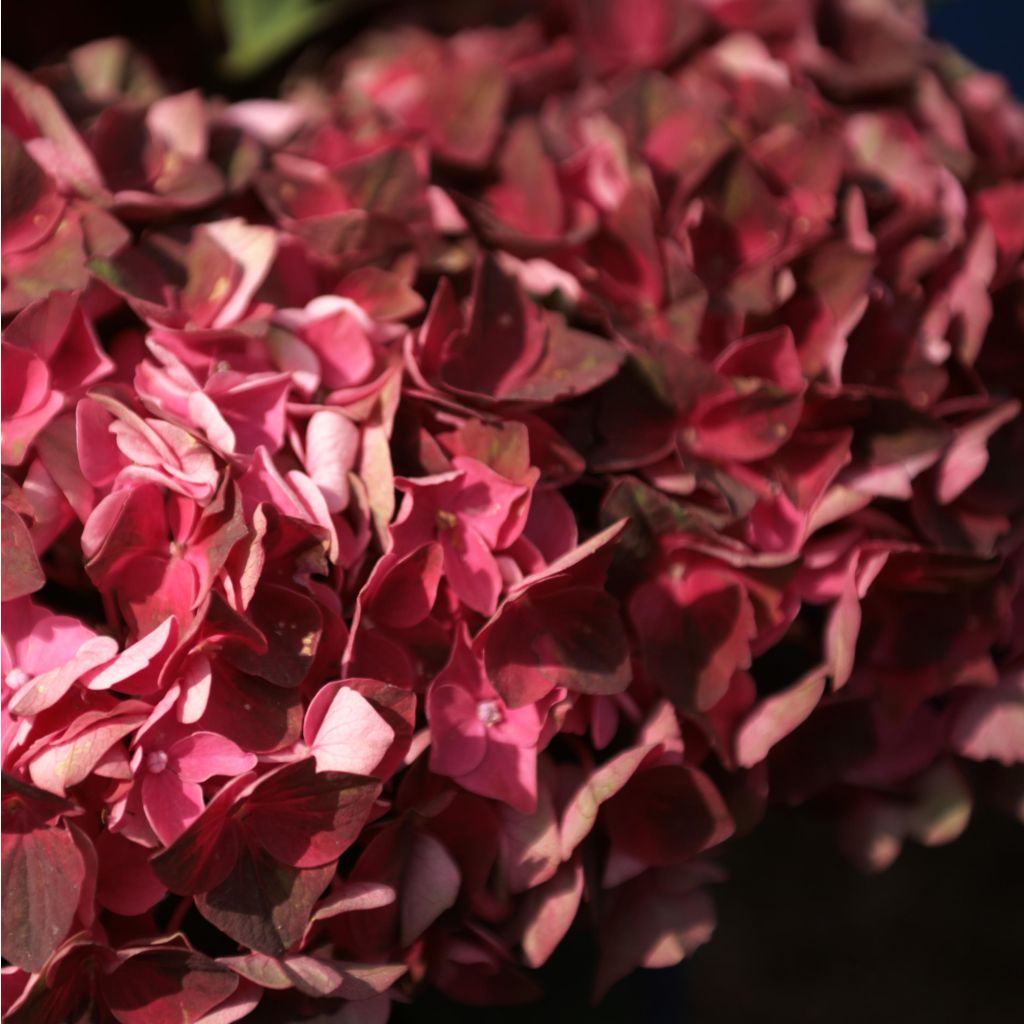 Hydrangea macrophylla Magical Crimson - Bolhortensia