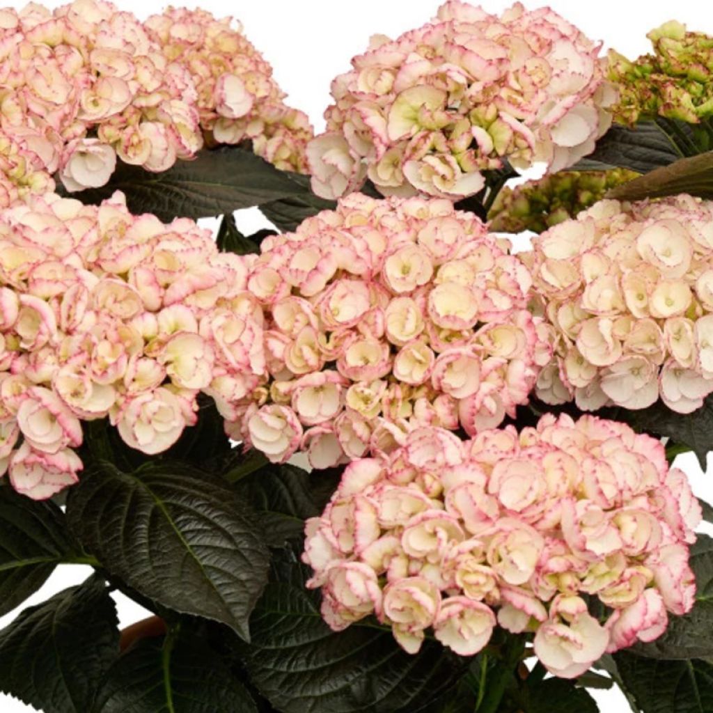 Hydrangea macrophylla Midnight Pearl - Hortensia