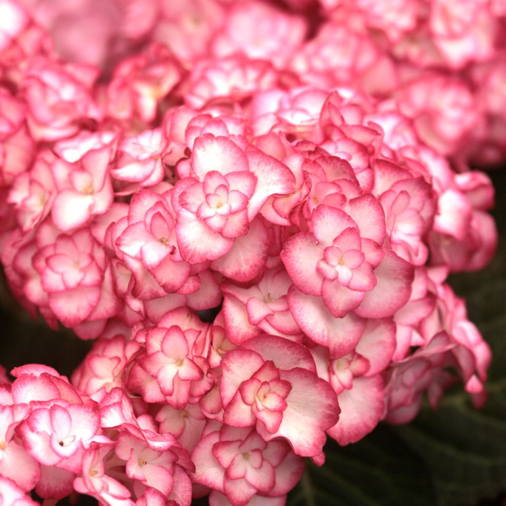 Hydrangea macrophylla Miss Saori - Bolhortensia