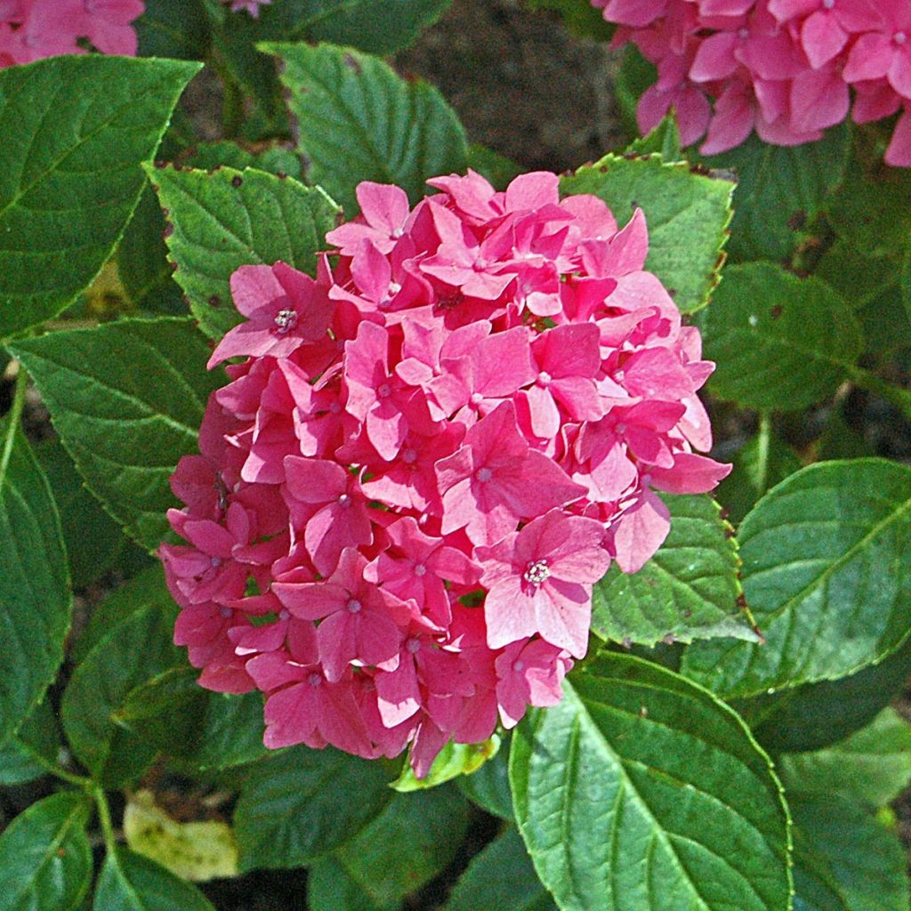 Hydrangea macrophylla Pia - Bolhortensia