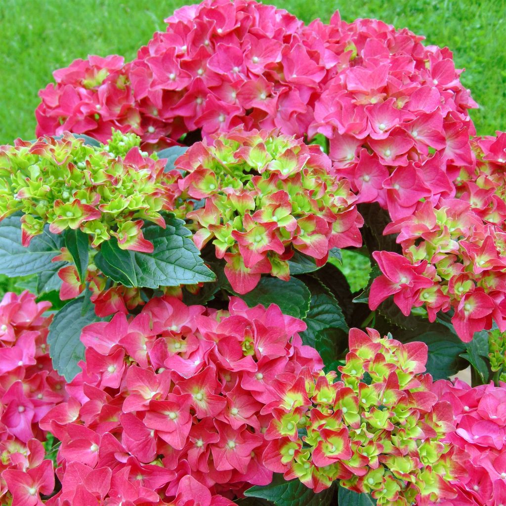 Hydrangea macrophylla Music Collection Red Reggae - Bolhortensia