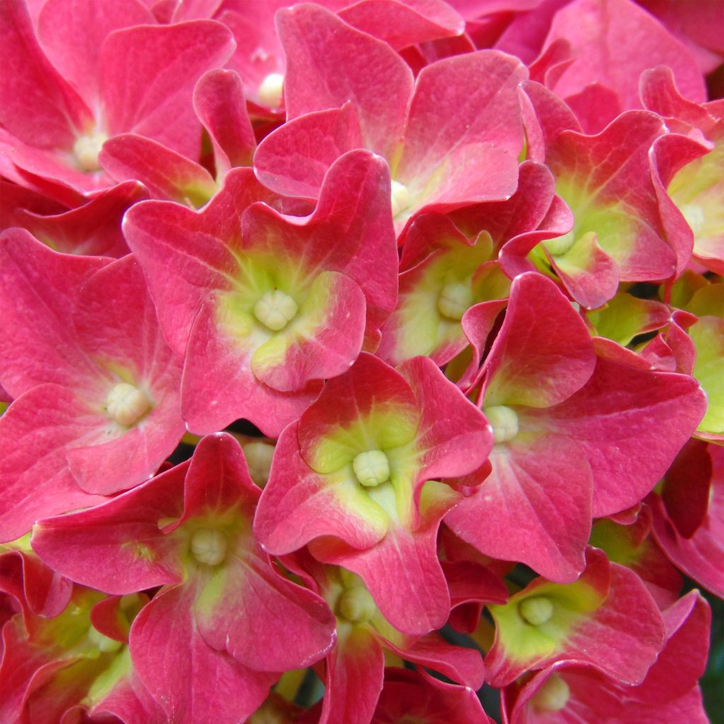Hydrangea macrophylla Music Collection Red Reggae - Bolhortensia