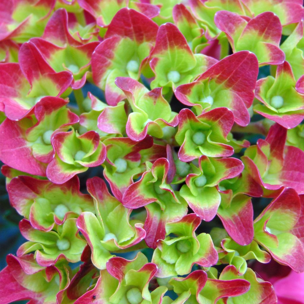 Hydrangea macrophylla Music Collection Red Reggae - Bolhortensia