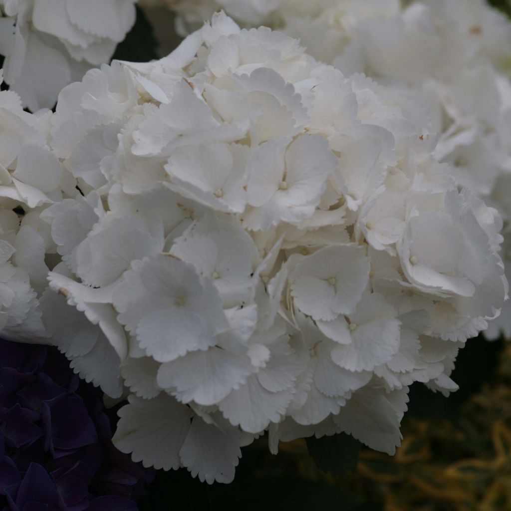 Hydrangea macrophylla Schneeball - Bolhortensia
