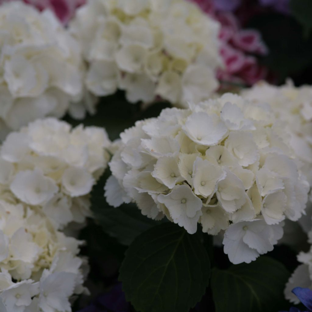 Hydrangea macrophylla Schneeball - Bolhortensia