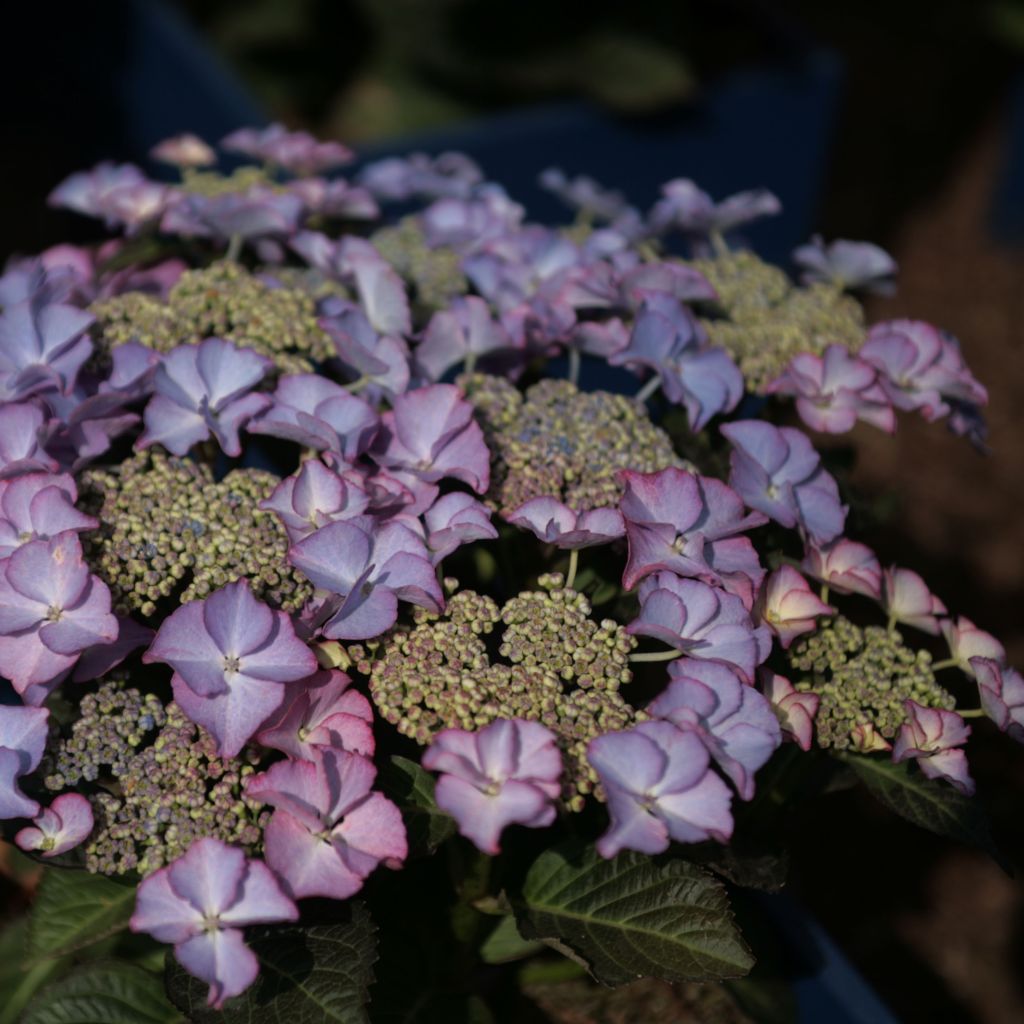 Hydrangea macrophylla Tiffany - Bolhortensia