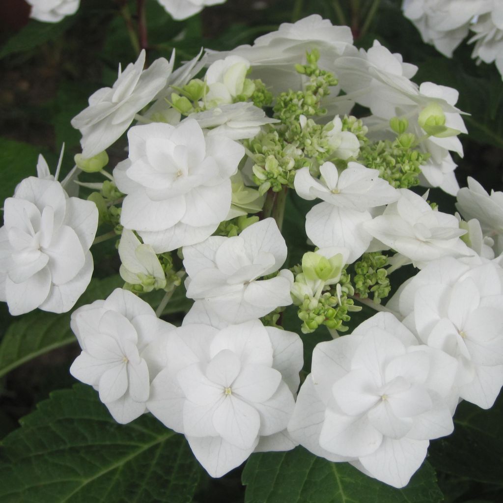 Hydrangea macrophylla Wedding Gown - Schermhortensia