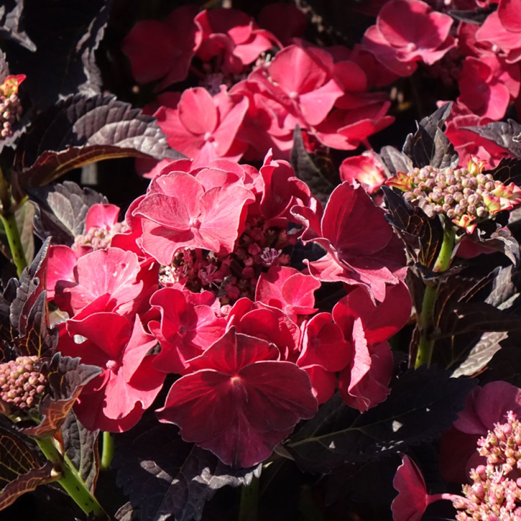 Hydrangea After Midnight - Schermhortensia