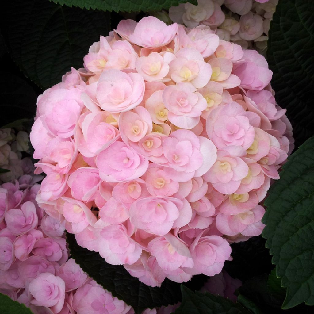 Hydrangea macrophylla Youme H1917 LOVE - Hortensia