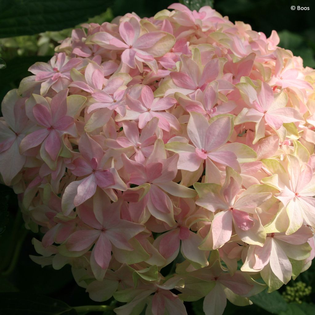 Hydrangea macrophylla You and Me Inspire - Bolhortensia