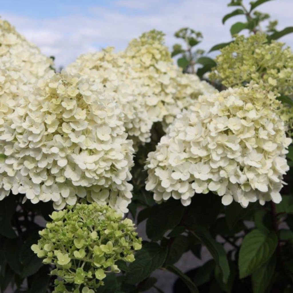 Hydrangea paniculata Bobo - Dwergpluimhortensia
